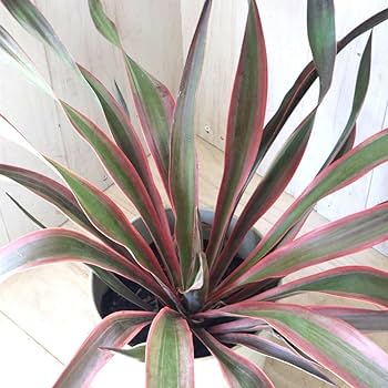 ユッカグロリオサ　6 楽天市場】斑入り ユッカ グロリオサ バリエガータ 6号鉢